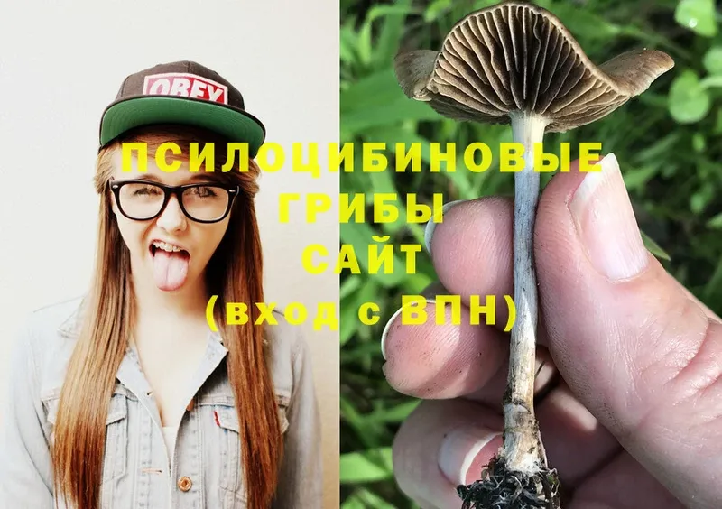 Галлюциногенные грибы Psilocybine cubensis  Борзя 