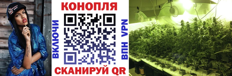 закладка  Борзя  Бошки Шишки сатива 